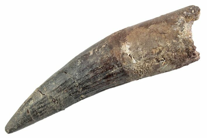 Fossil Spinosaurus Tooth - Real Dinosaur Tooth #360188